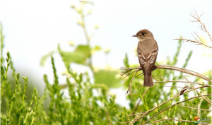 綠紋霸鶲 綠紋霸鶲