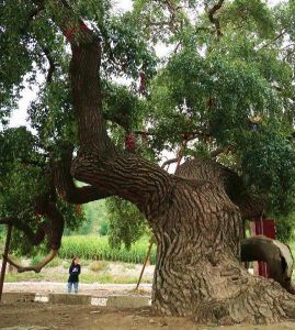九龍蟠楊 九龍蟠楊