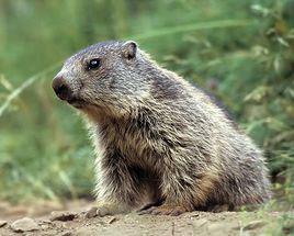 旱獺[旱獺屬動物通稱]