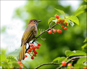 綠翅短腳鵯 綠翅短腳鵯
