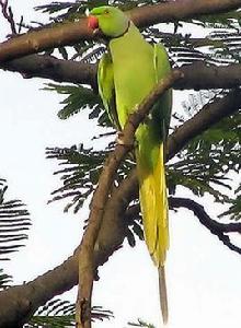 紅領綠鸚鵡 紅領綠鸚鵡