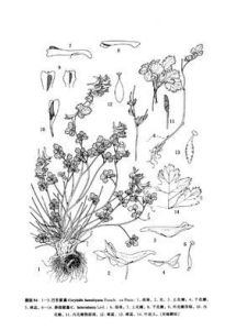 巴東紫堇 巴東紫堇