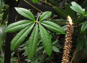 顯孔崖爬藤 顯孔崖爬藤