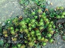 中華擬雙星藻 中華擬雙星藻