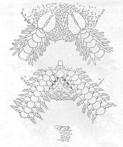 五角棘蛇尾 五角棘蛇尾