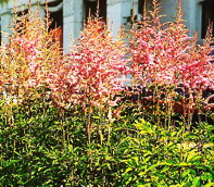 卵葉連翹 卵葉連翹