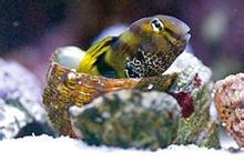 美肩鰓䲁 美肩鰓䲁