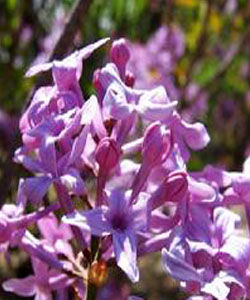 湖北紫丁香 湖北紫丁香