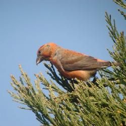 交嘴雀屬 交嘴雀屬