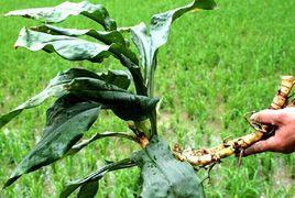 見血封口 見血封口