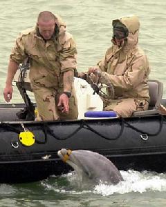 （圖）海豚特種部隊