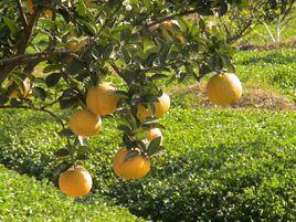 中華第一柚 中華第一柚