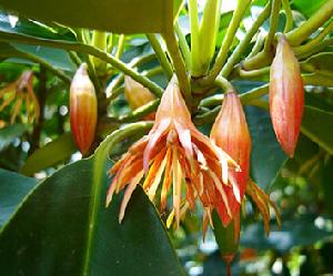 東寨港紅樹林海岸