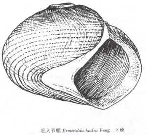 壯入節螺 壯入節螺