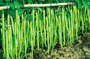 豫優鮮辣2號 豫優鮮辣2號