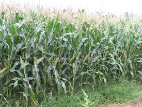 玉美頭109 玉美頭109