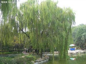 垂柳[楊柳科柳屬落葉喬木]