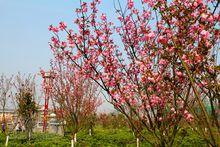 贛縣櫻花公園