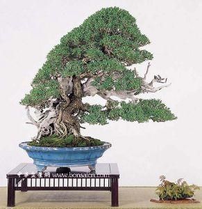 中國盆景 中國盆景