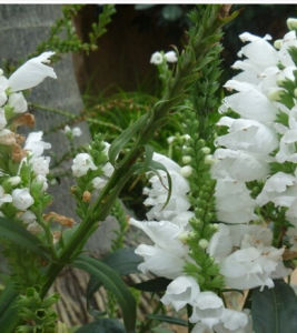 硬尖神香草 硬尖神香草
