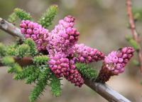 具鱗水柏枝 具鱗水柏枝