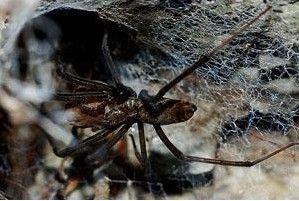 褸網蛛科 褸網蛛科