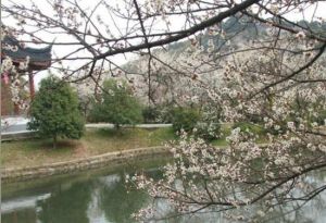 太湖西山金之庭農莊