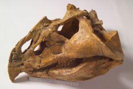 杜氏巨吻角龍 杜氏巨吻角龍