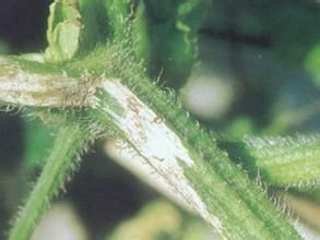 冬瓜節瓜蔓枯病 冬瓜節瓜蔓枯病