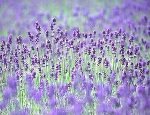 熏衣草