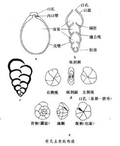 有孔蟲（化石）