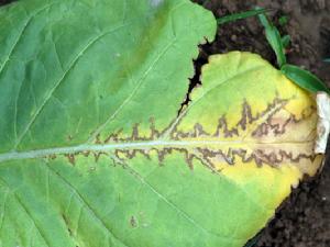 菸草黃瓜花葉病