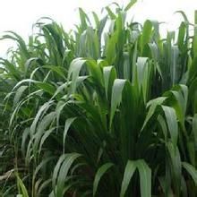 馬雲薏苡 馬雲薏苡