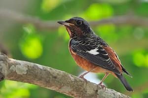 白喉磯鶇 白喉磯鶇