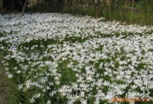 禿葉虎耳草 禿葉虎耳草