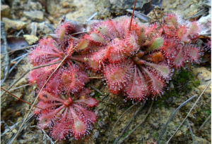 匙葉螺序草 匙葉螺序草