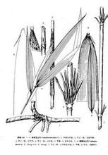 撕裂玉山竹 撕裂玉山竹