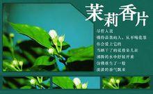 茉莉香片