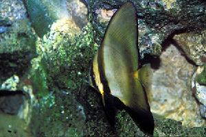 紅邊蝙蝠 紅邊蝙蝠