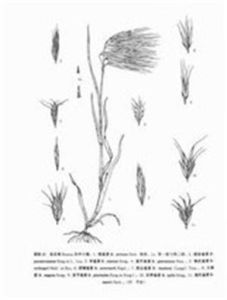 光稃雀麥 光稃雀麥