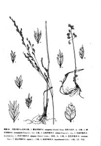 山地早熟禾 山地早熟禾