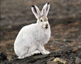 北極兔 北極兔