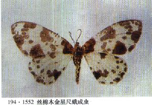 絲棉木金星尺蠖 絲棉木金星尺蠖