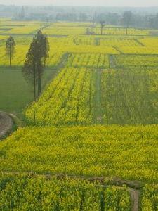 宋埠鎮[江西省奉新縣轄鎮]