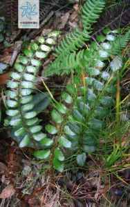 低頭貫眾 低頭貫眾