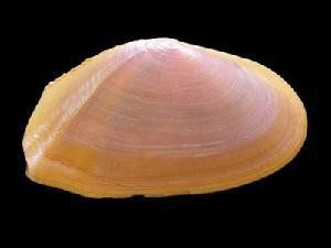 放射雙帶蛤 放射雙帶蛤