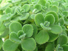 豆蔻天竺葵 豆蔻天竺葵