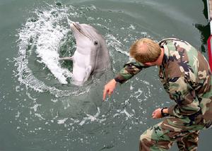 軍用海豚