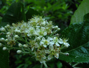 石灰花楸 石灰花楸
