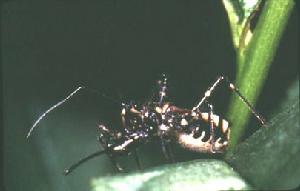 環班猛獵蝽 環班猛獵蝽